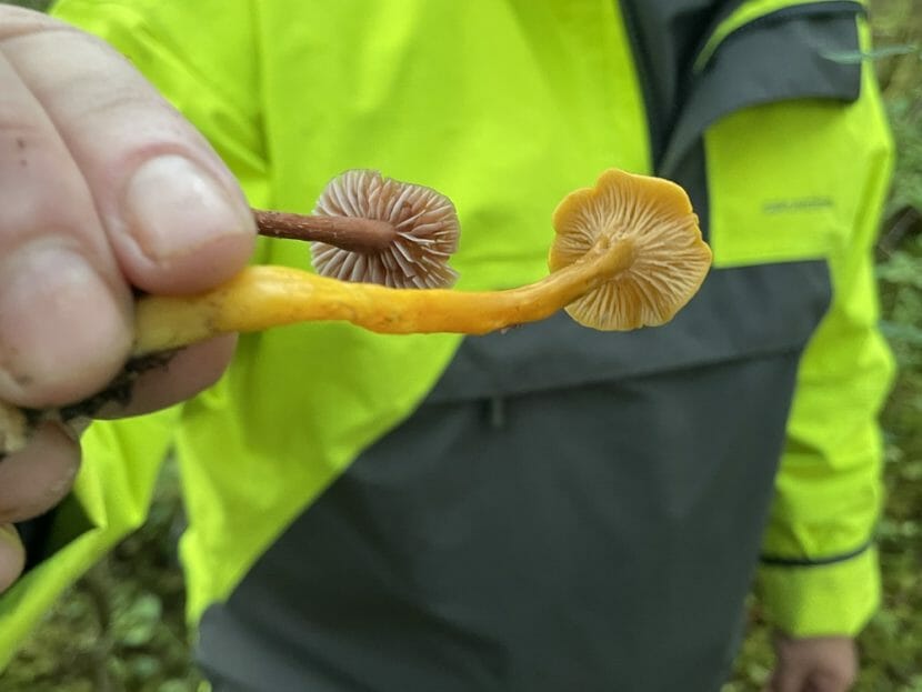 Garden Talk The hunt for winter chanterelles