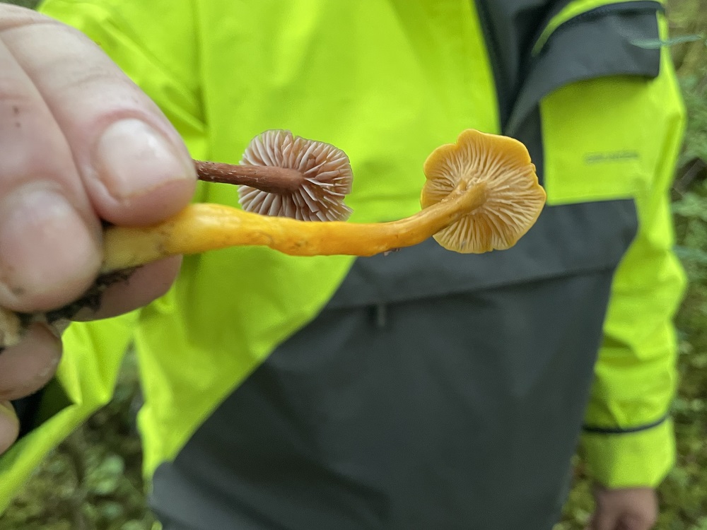 Garden Talk The hunt for winter chanterelles