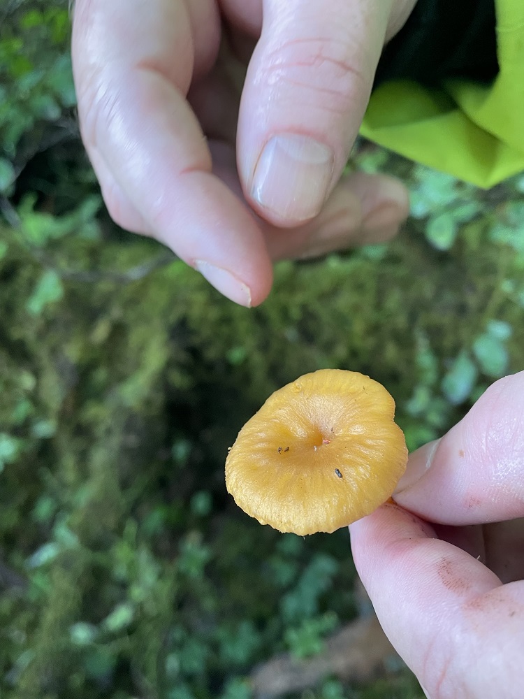 Garden Talk The hunt for winter chanterelles