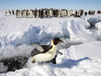 A penguin jumps across a gap in the ice as many more penguins stand around in the background