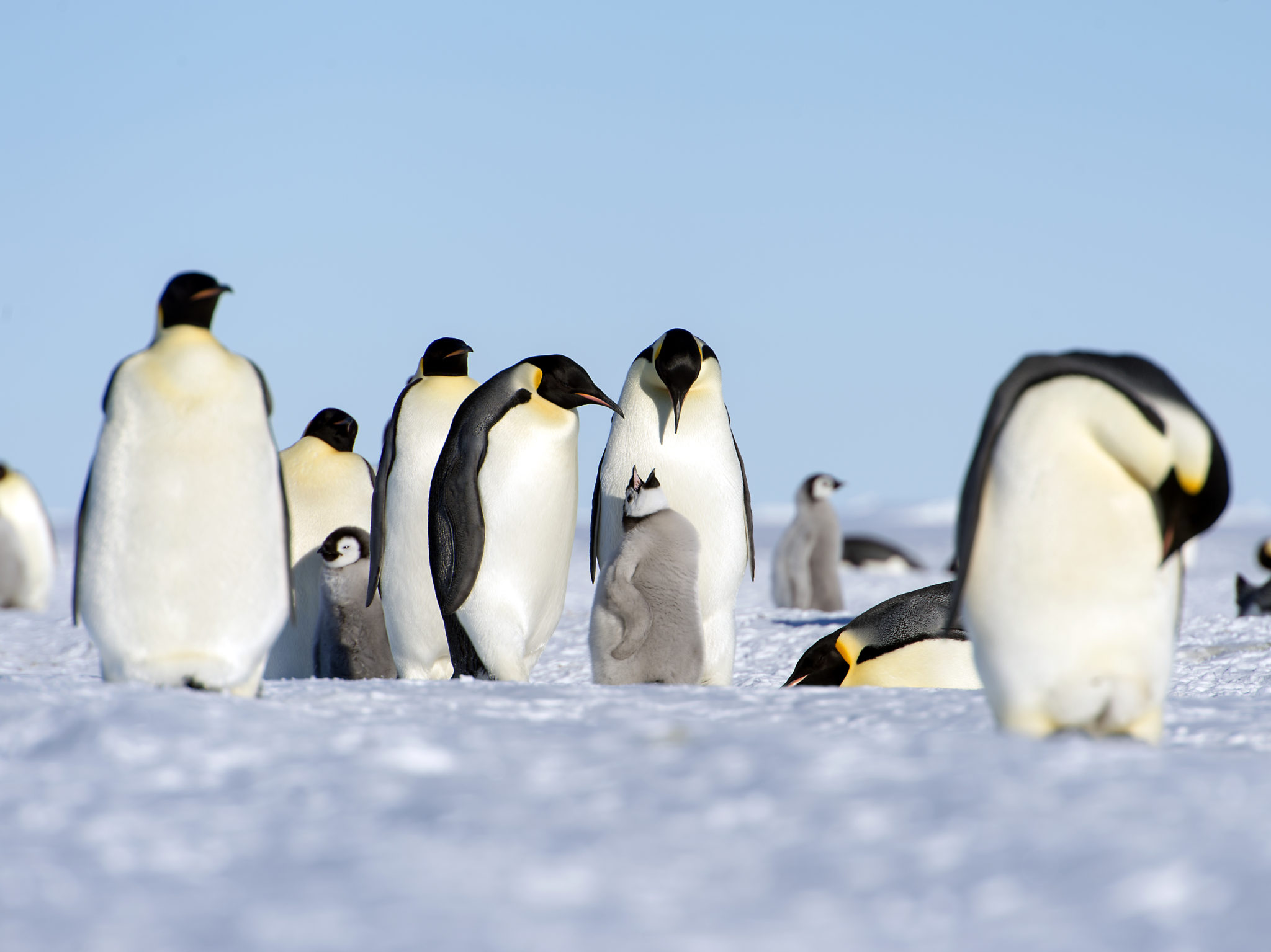 Emperor Penguins Will Receive Endangered Species Protections