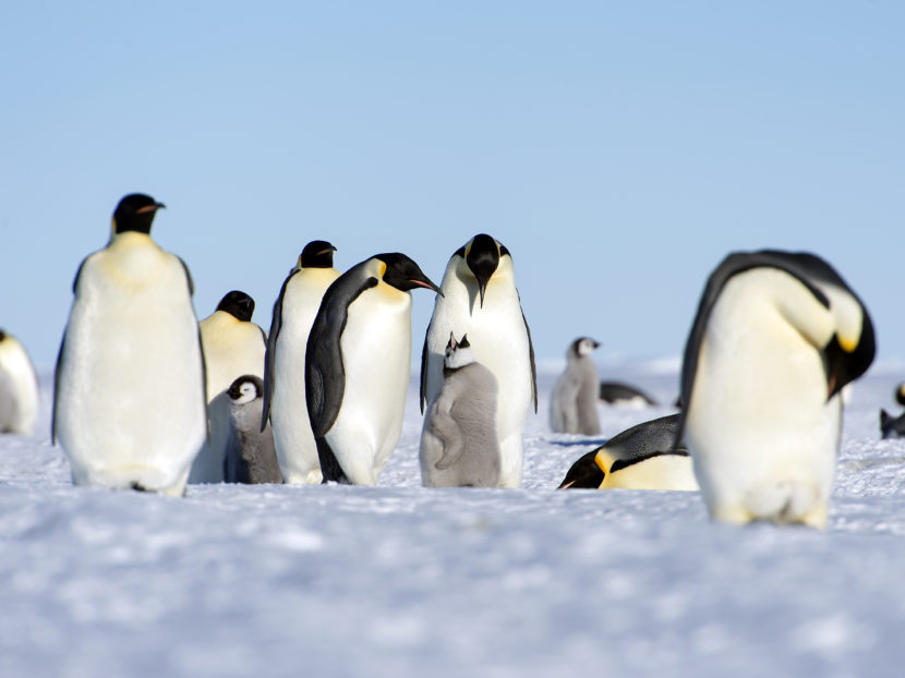A group of emperor penguins just standing around