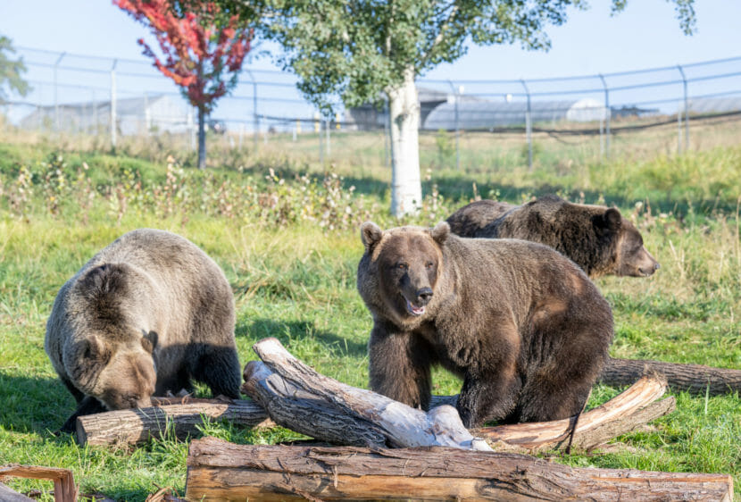 Three grizzly bears in a fenced field