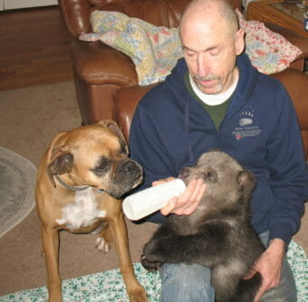 A man bottle-feeds a bear cup while a dog looks on
