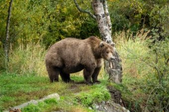 A very fat bear stands next to a birch tree