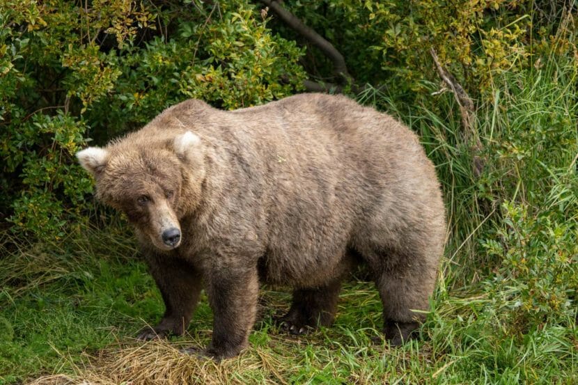 Fat Bear Week: Vote For Your Favorite Katmai Bear : Short Wave : NPR