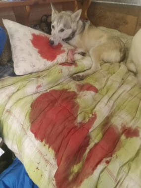 A husky curled up on a bedspread that is covered with giant bloodstains