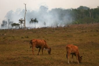 A pair of cattle grazing with a smoldering grass fire in the background