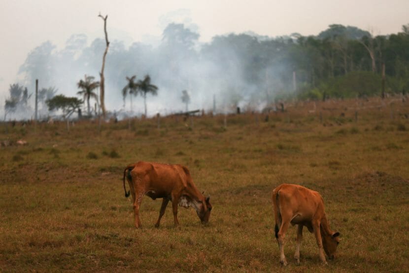 A pair of cattle grazing with a smoldering grass fire in the background