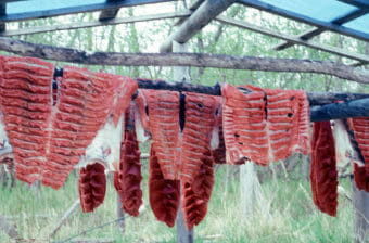 Salmon fillets drying on a rack