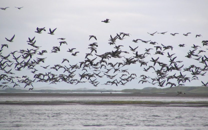 A flock of seabirds flying over a lagoon