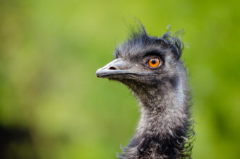 An emu in profile