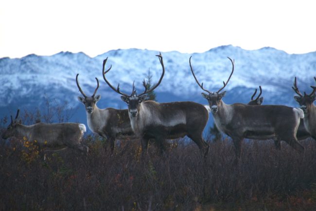 Five caribou seen up close, with snowy mountains behind them. Three of the caribou are looking straight at the camera.