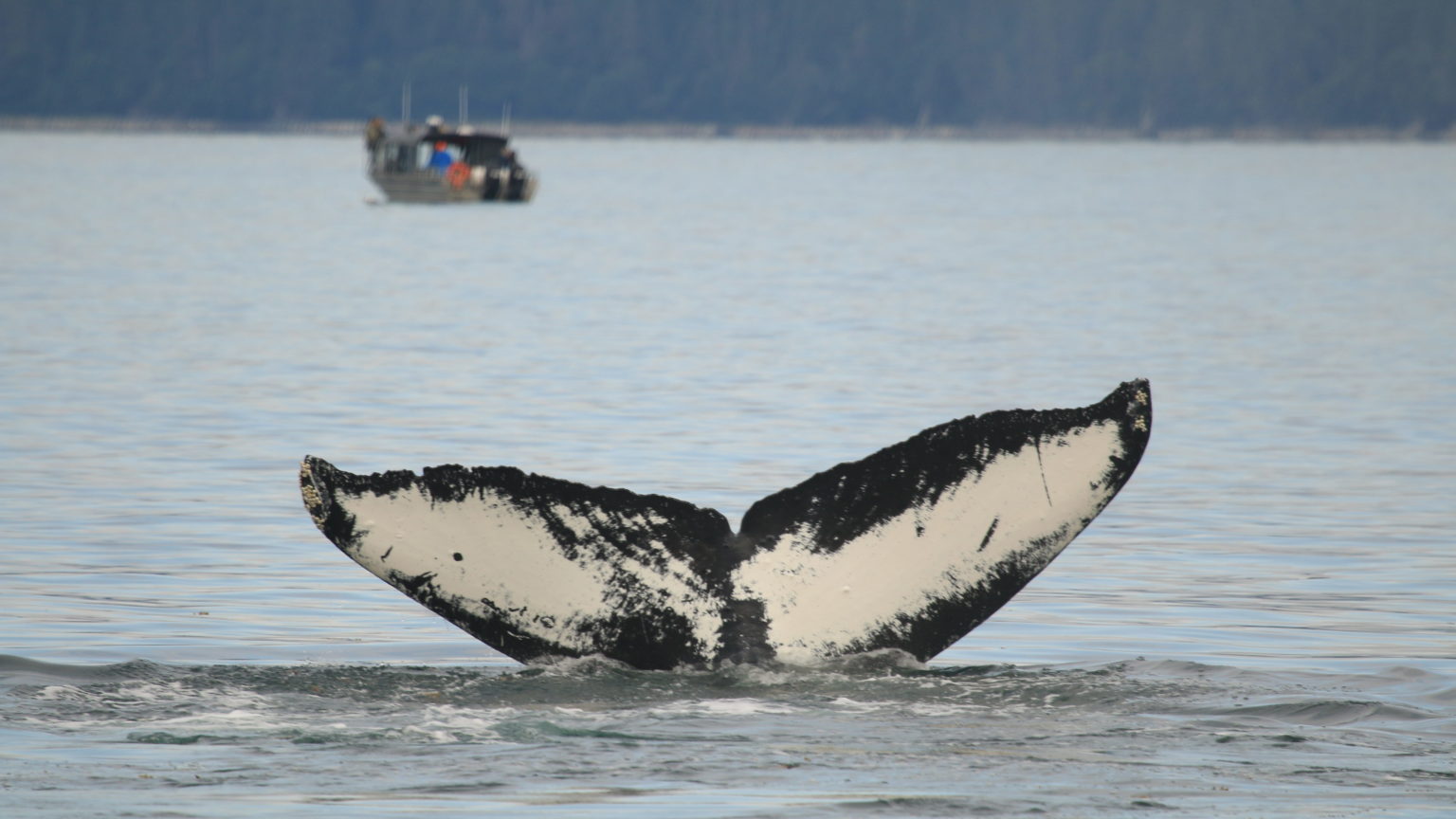 Study looks at the return of tourism’s impact on whale stress levels