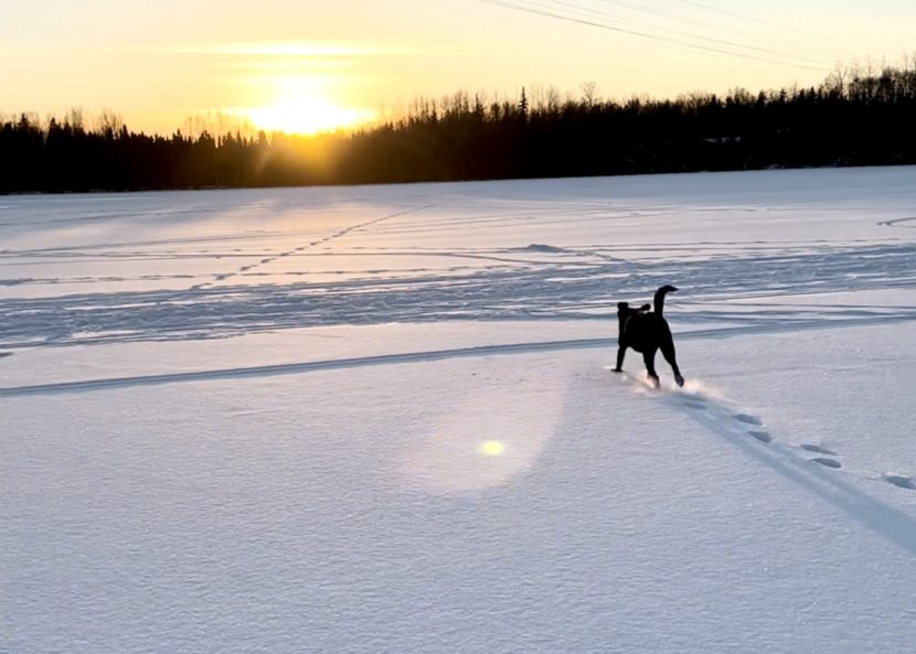A dog running through the snow toward the setting sun