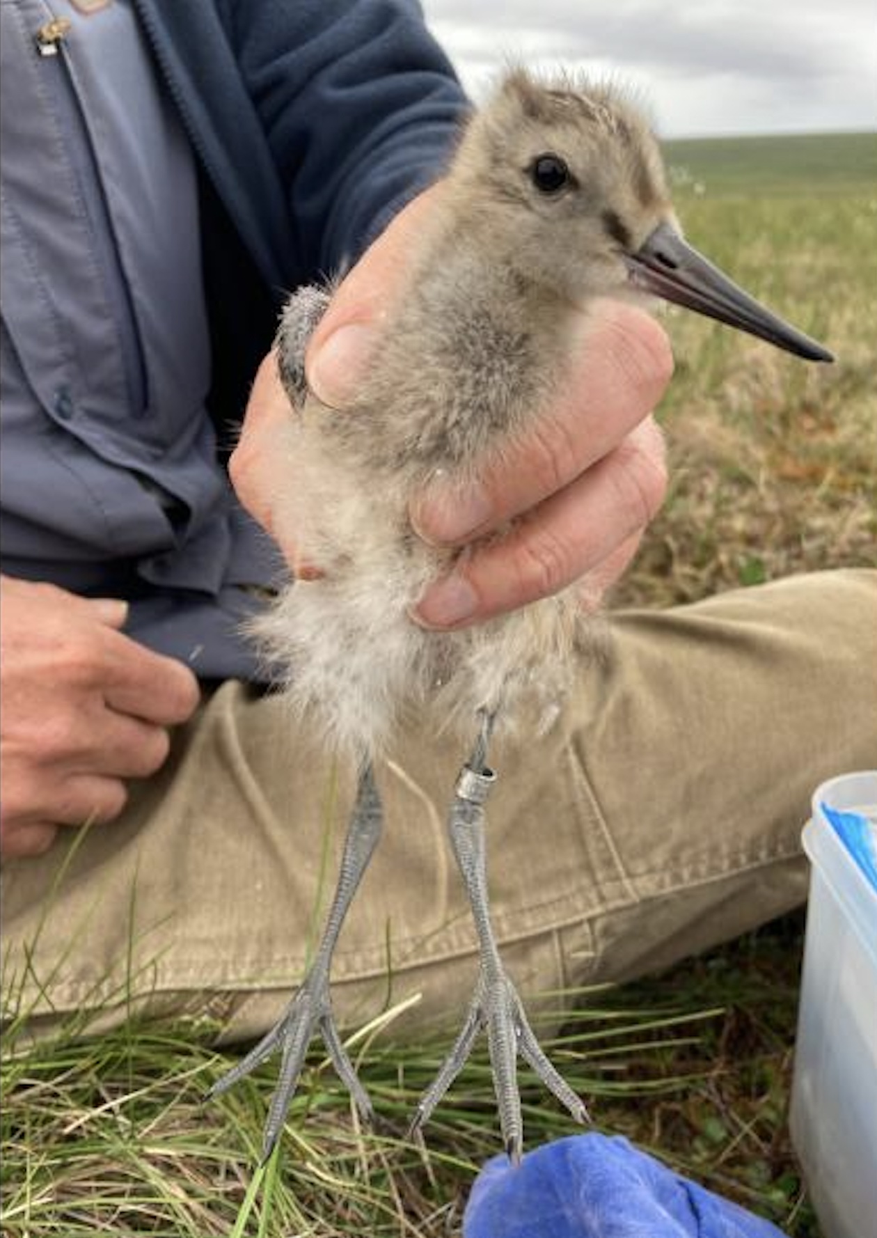 Godwit Migration Archives KTOO godwit-migration-archives-ktoo