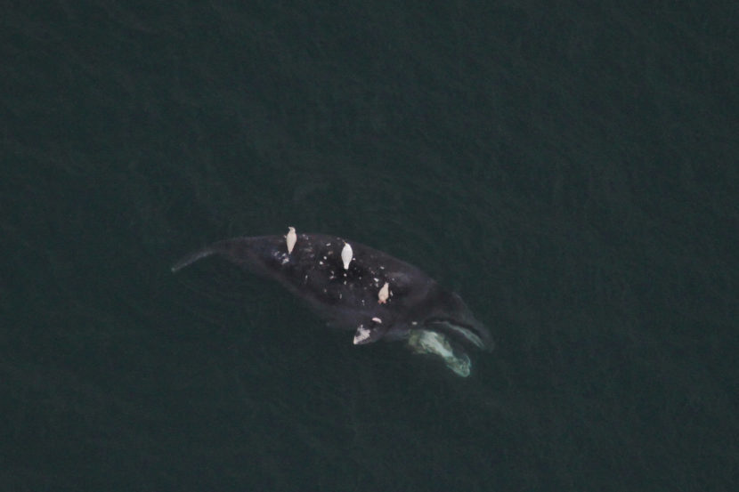 A dead bowhead whale floating on its side