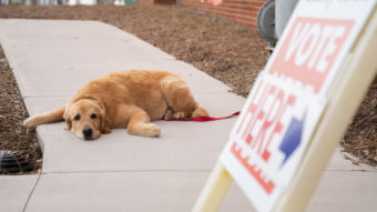 A golden retriever lies flat on a sidewalk by a vote here sign