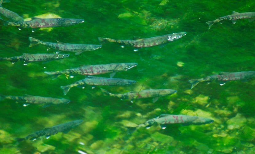 Spawning salmon in green water