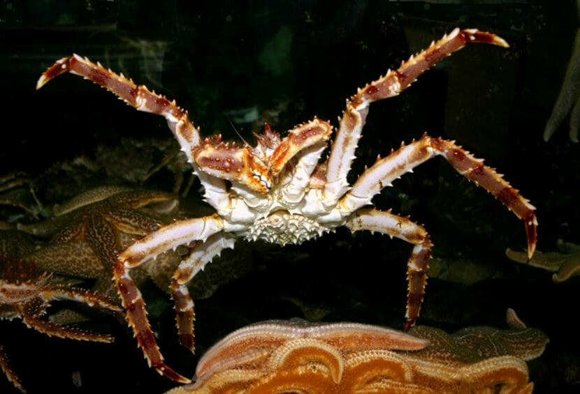 A red king crab, underwater