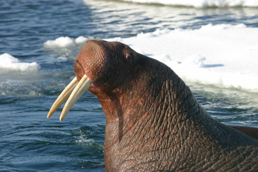 A walrus in close-up, with open water and ice in the background.