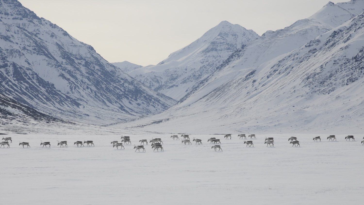 Climate change seen as suspected factor in western Arctic caribou herd decline