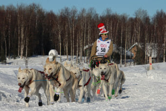A man in a ridiculous red top hat drives a team of buff-colored huskies.
