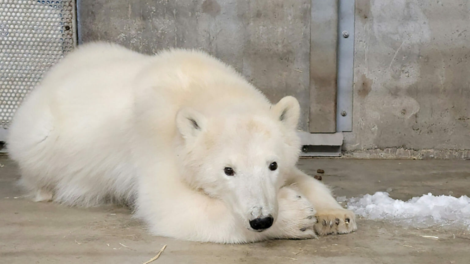 Alaska zoo takes in orphaned Prudhoe Bay polar bear cub
