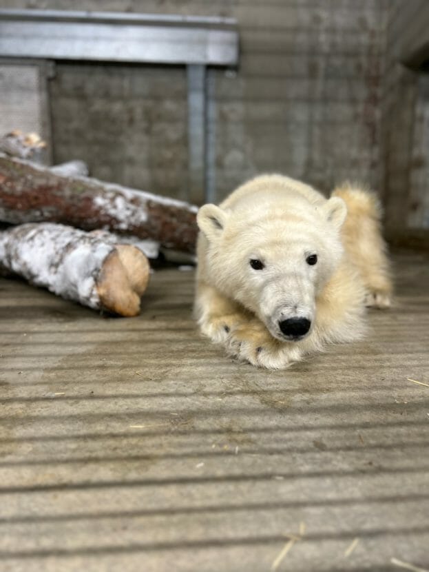 Alaska Zoo takes in orphaned Prudhoe Bay polar bear cub