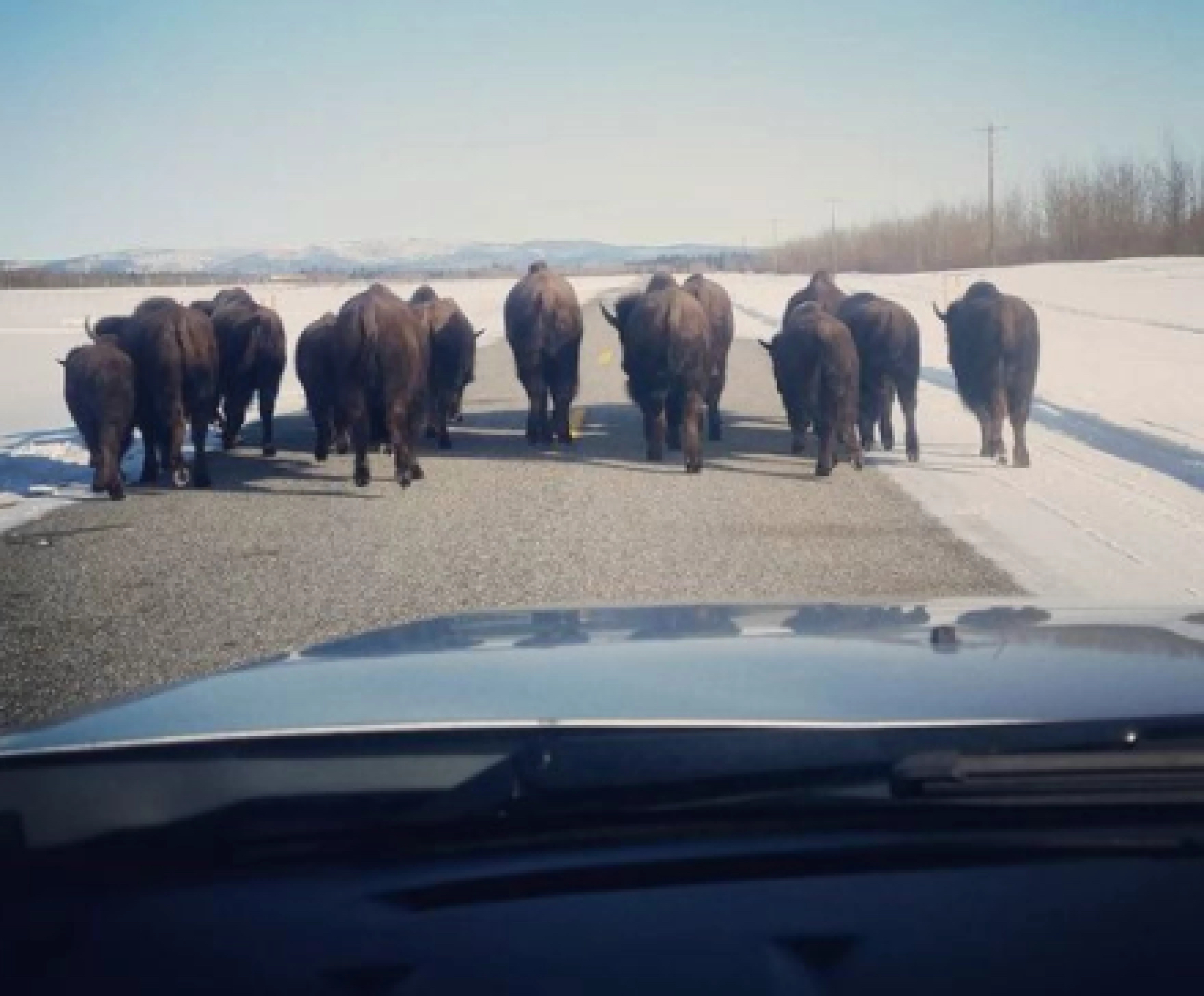 State downsizes bison hunt after a third of Delta Junction herd starves