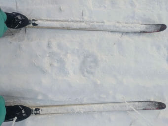 A large bear print in the snow, between a pair of skis.