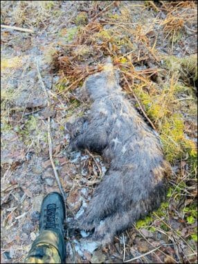 A brown bear cub that has been dead for a while lies on its side on the ground.