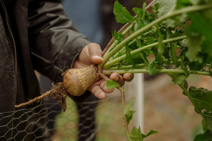 A hand holds a freshly picked turnip.