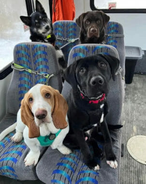 Four derpy dogs strapped into bus seats.