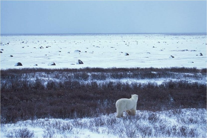 A polar bear, seen from behind, standing on a small rise looking out over snowy flats.