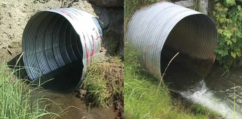 Two culverts, both hanging a little above the streams that run out of them.