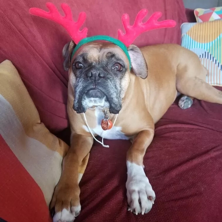 A little bulldog lies on a couch wearing novelty reindeer antlers