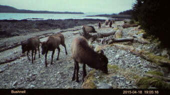A game camera photo of several small elk on a gravelly beach