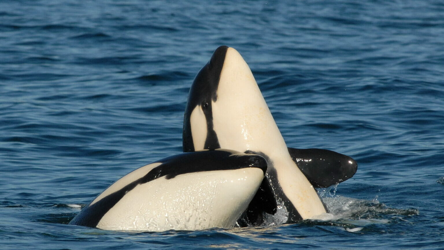 Killer whale moms are still supporting their adult sons — and it's