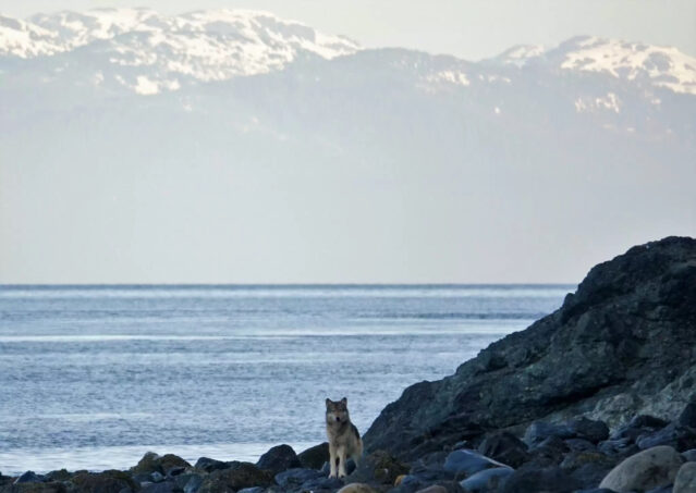 Wolves Eating Alaska On a tiny Southeast Alaska island, wolves are eating sea otters like ...