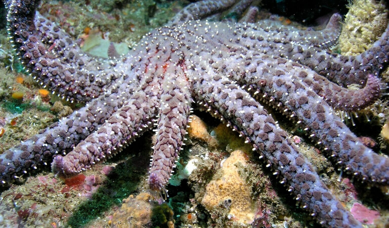 Diminished population of sunflower sea stars may get Endangered Species