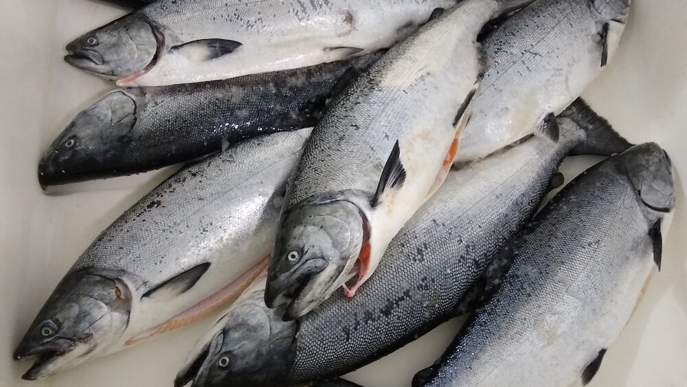 Juno joins Southeast communities in support of king salmon troll fishery