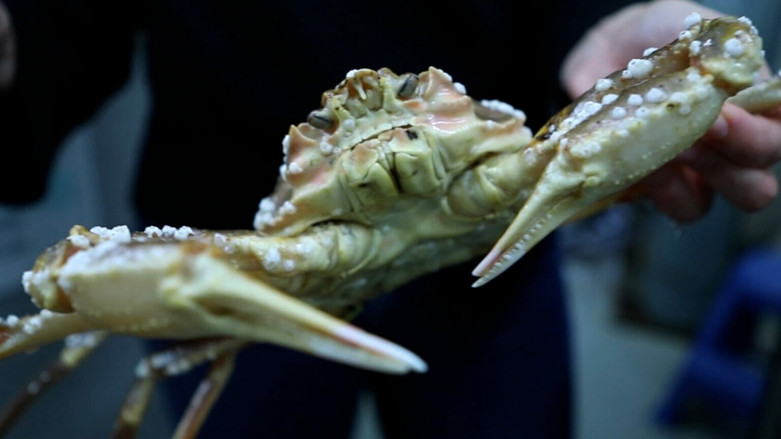 10 Billion Snow Crabs Disappeared From The Bering Sea Scientists And   Crablab Wide Thumb 1 1536x864 