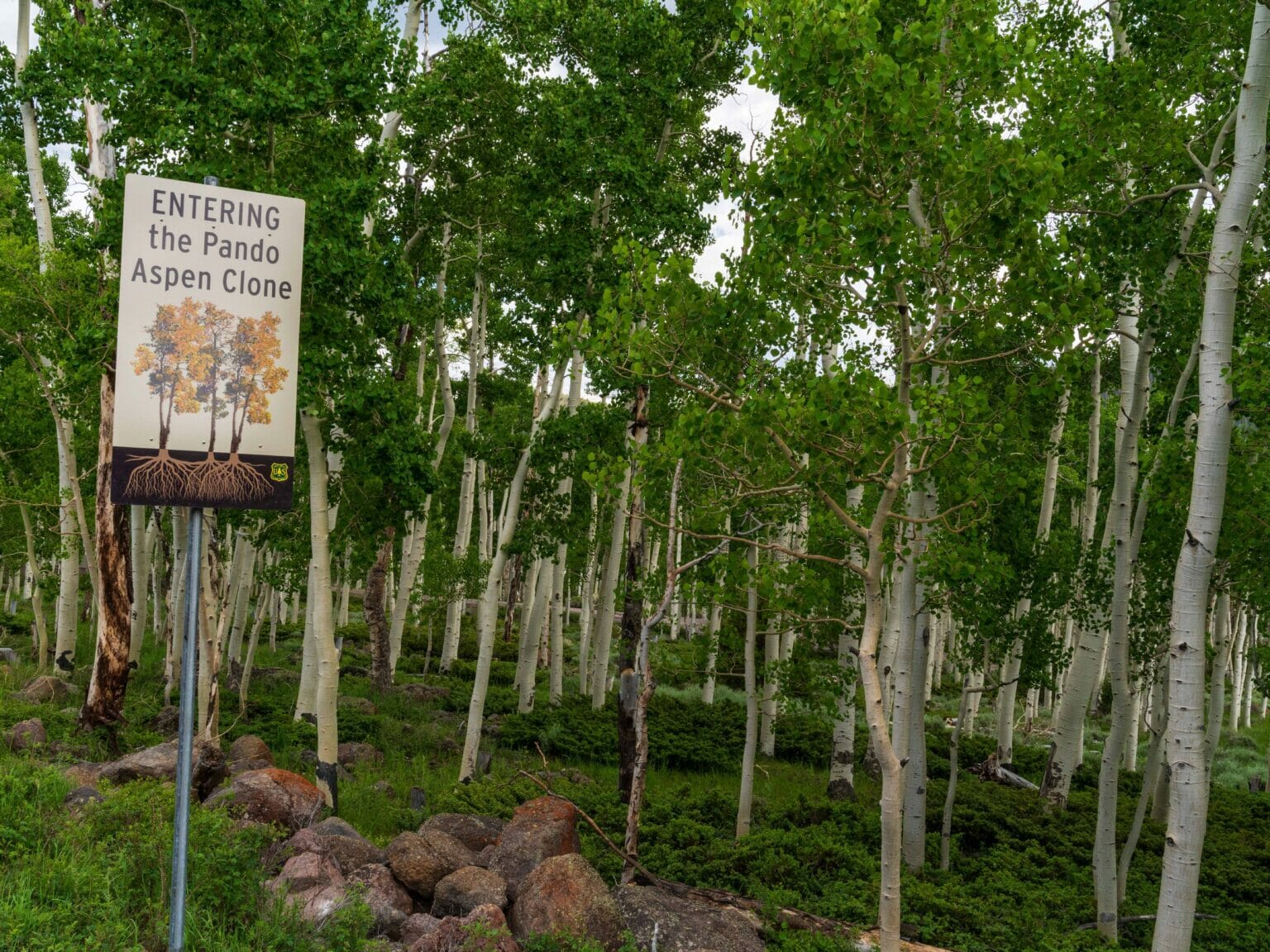 Listen to one of the largest trees in the world