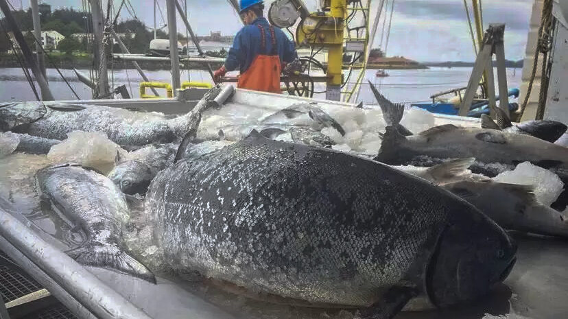 Cannonball Downriggers, Southeast Alaska Salmon Troll Fishing