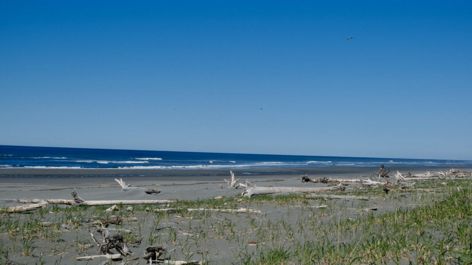 A study to monitor the potentially imperiled Aleutian tern kicks off in Alaska - Vimarsana News
