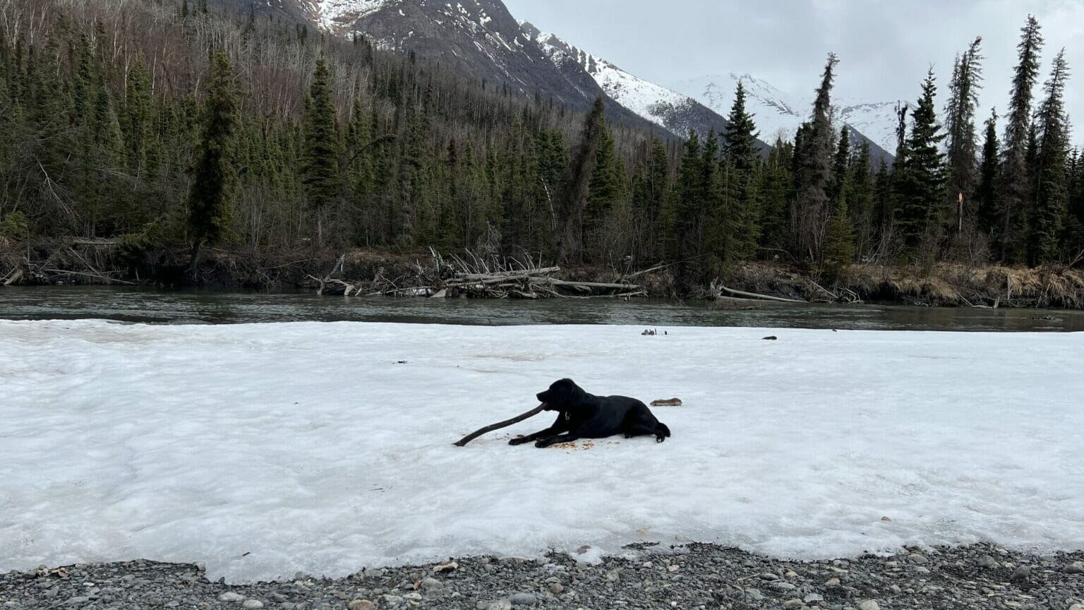 Springtime In Alaska Alaska’s spring was colder than average, while other places baked