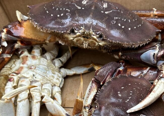 Crab pots ‘absolutely stuffed’ as Bering Sea Dungeness fishery breaks