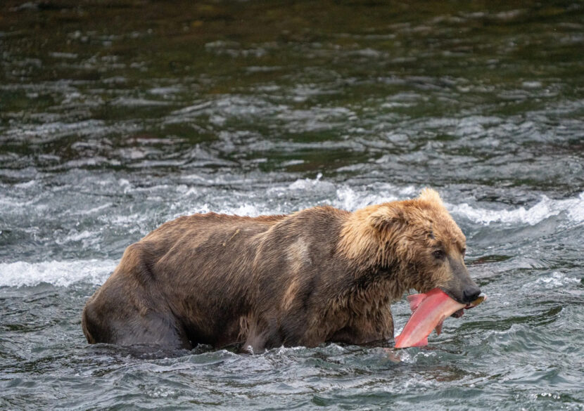 Has Otis The Bear Been Seen In 2024 World Cup Norah Annelise