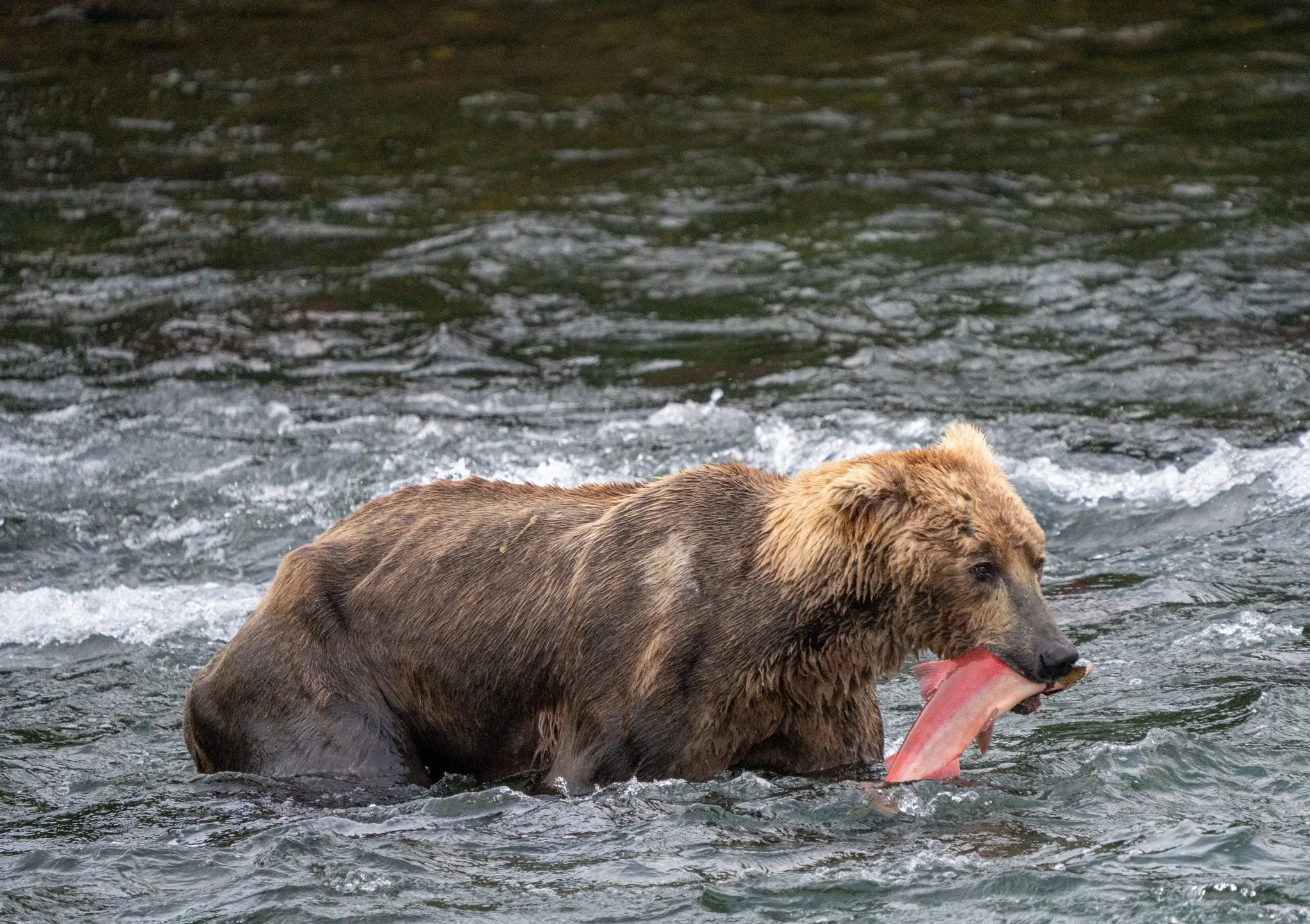 Rescued Brown Bear Goes Fishing With Owner 